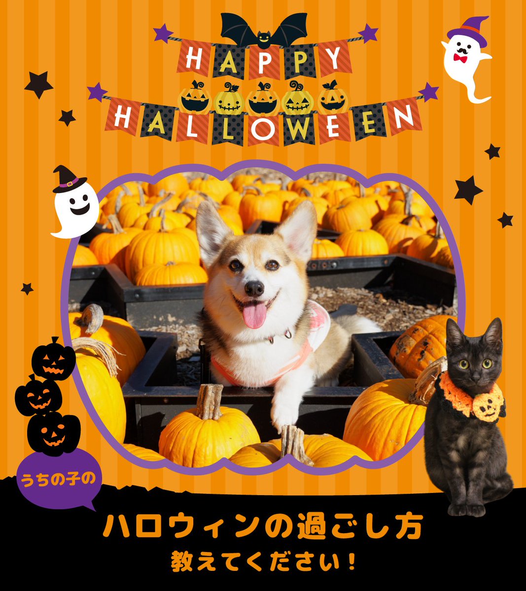 Happy Halloween専用ページ ハッピーハロウィン   - haruiro＊シンプルかわいい＊学校&frasl;病院&frasl;栄養士