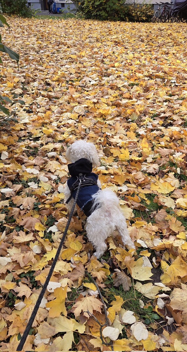 "Σε θέλω κύριο" του λέω 
Τι κατάλαβε ο σκύλος: 
θα γαβγίσω ακόμα και τον αέρα που αναπνέεις...
Τουλάχιστον είναι όμορφος 😍