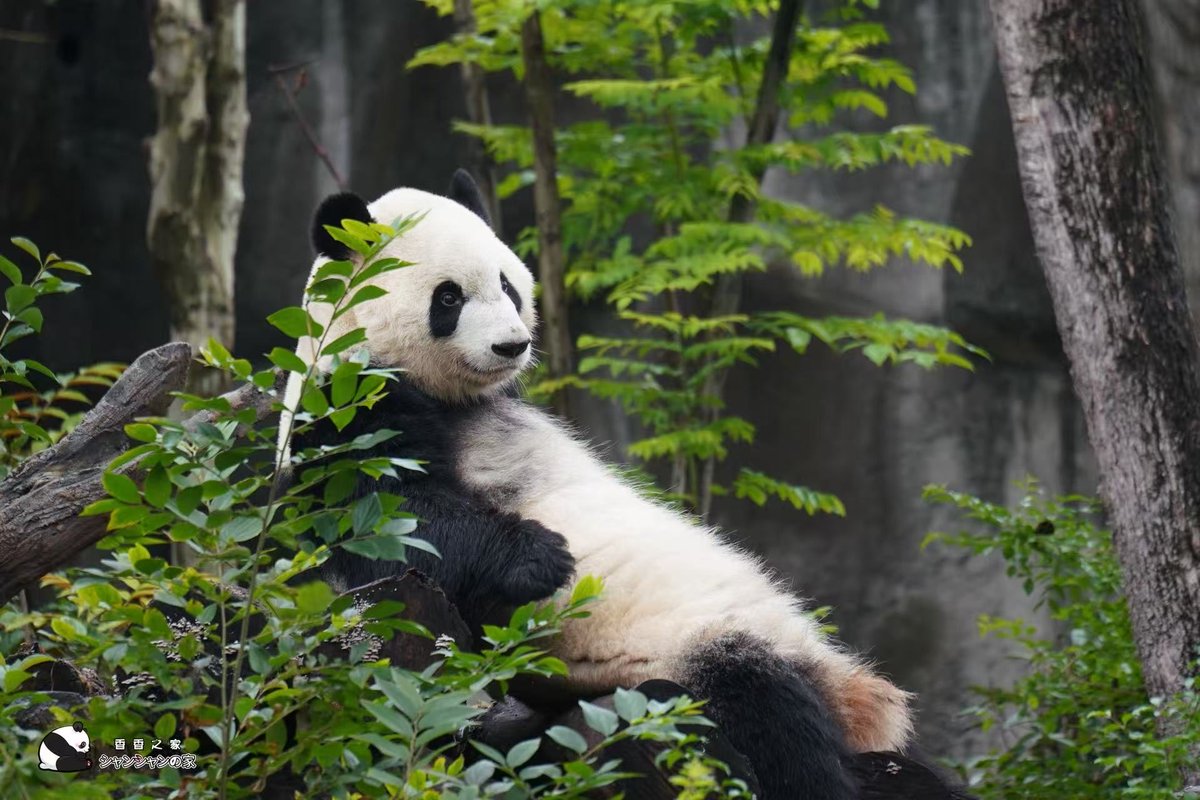 ぱんだぱんち🫙 (@G7qDy6Dbu6X9YTn) / Posts / X