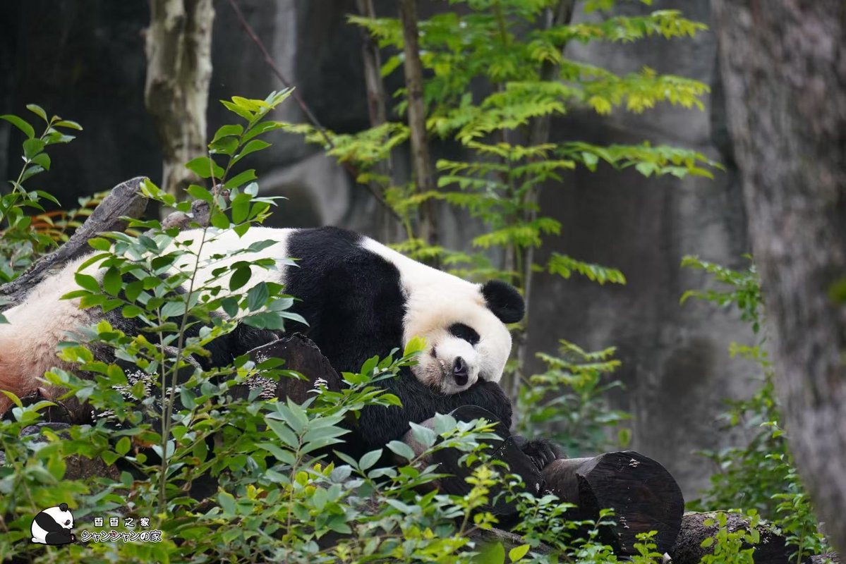 今日は彩浜が特に安らかでリラックスしているように見えますね。彼女は新しい環境に満足しているようです。小さな宝物がこれからの人生で順調に過ごし、幸せで健康でありますように❗️🐼💓