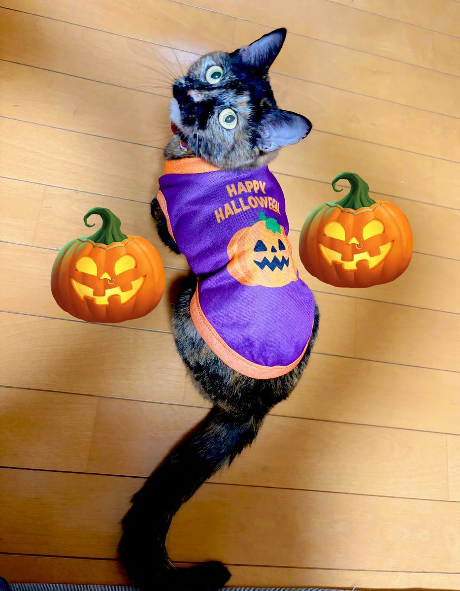 お菓子をあげてもイタズラするタイプです🎃