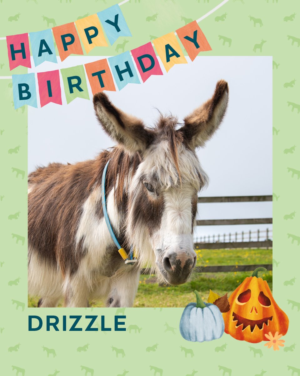 On Halloween, we also celebrate adoption donkey Drizzle's 15th birthday! 🎃