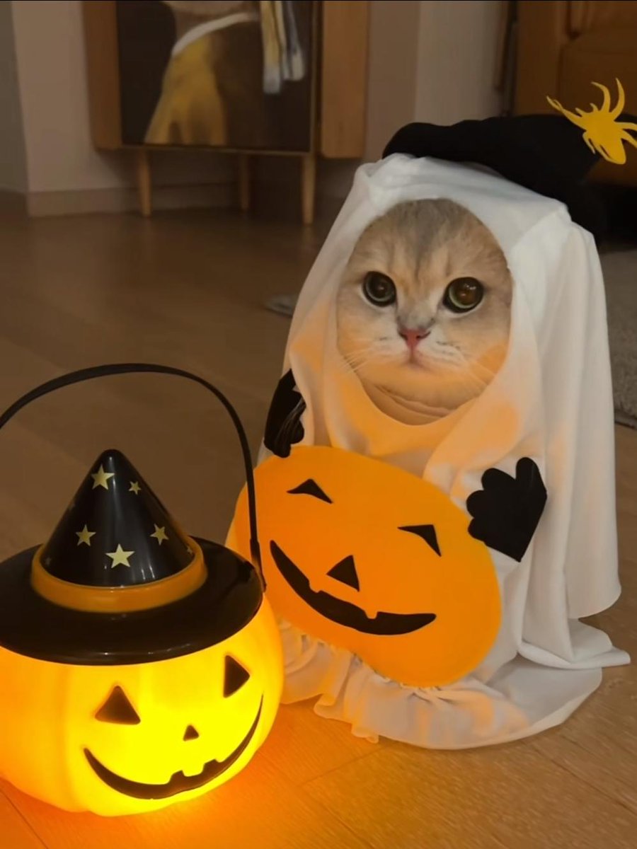 🎃👻 Ready for Halloween ! 😺✨
 #HappyHalloween #SpookySeason #Pets