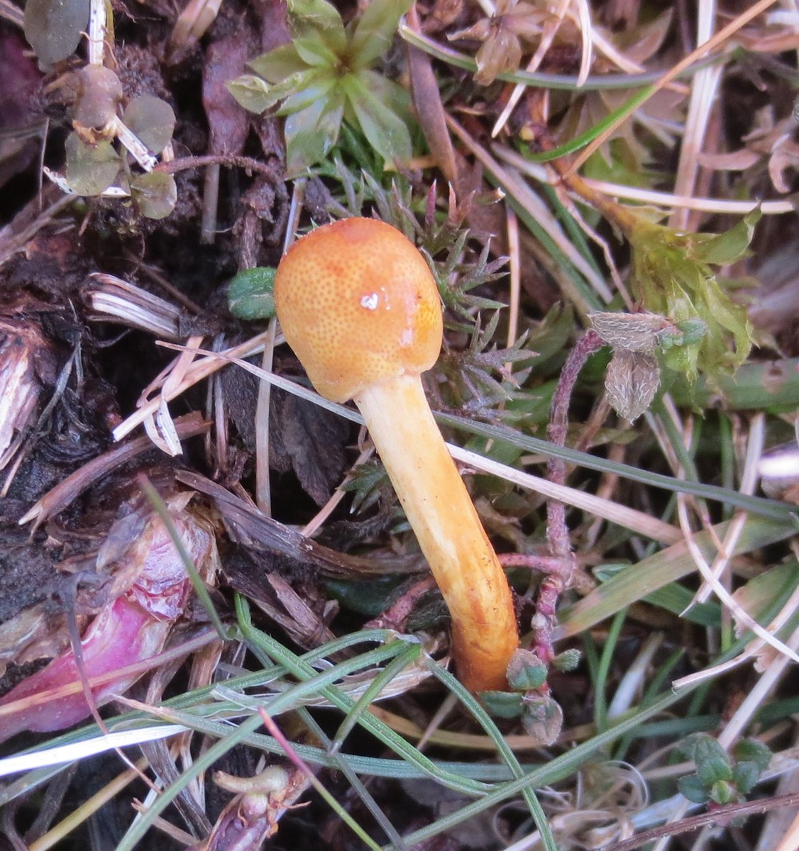 🎃 Meet the Caterpillar Club Fungus! 🍄 

This creepy fungus  feasts on caterpillars from the inside out, including ghost moths. Yes, really. 🧟‍♂️

💀 A perfect pick for #Halloween, don’t you think?

👀 Spot any spooky wildlife this season? Let us know what you find!

📷Judy Webb