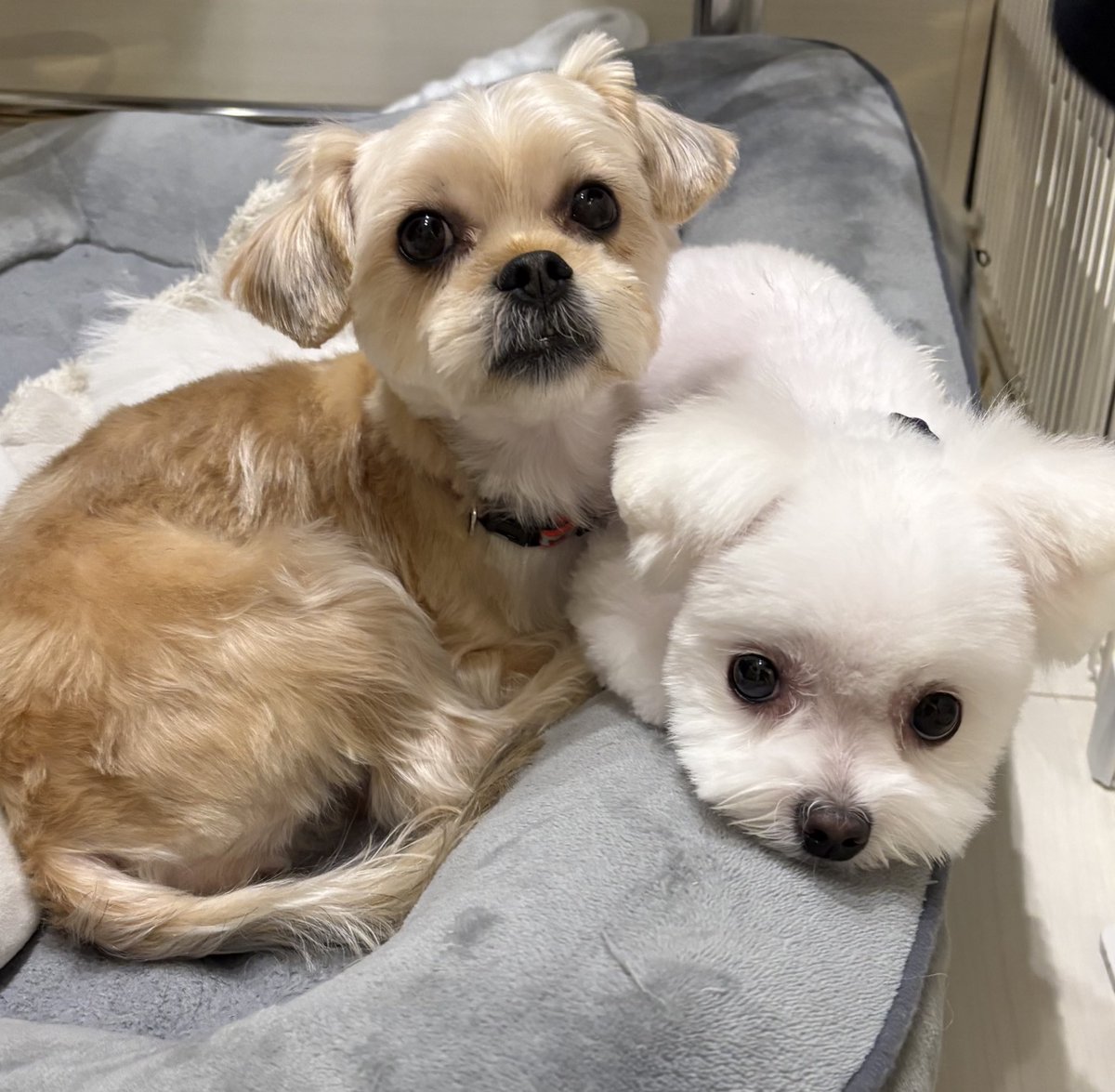 ぴょんす ぴょんす (@mgmg8931) / Posts / X