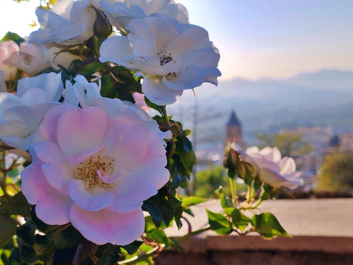 La buena vida es un proceso. No solo un estado de ser. (Carl Rogers)
#FelizViernesParaTodos #velezmalaga #orgulloveleño