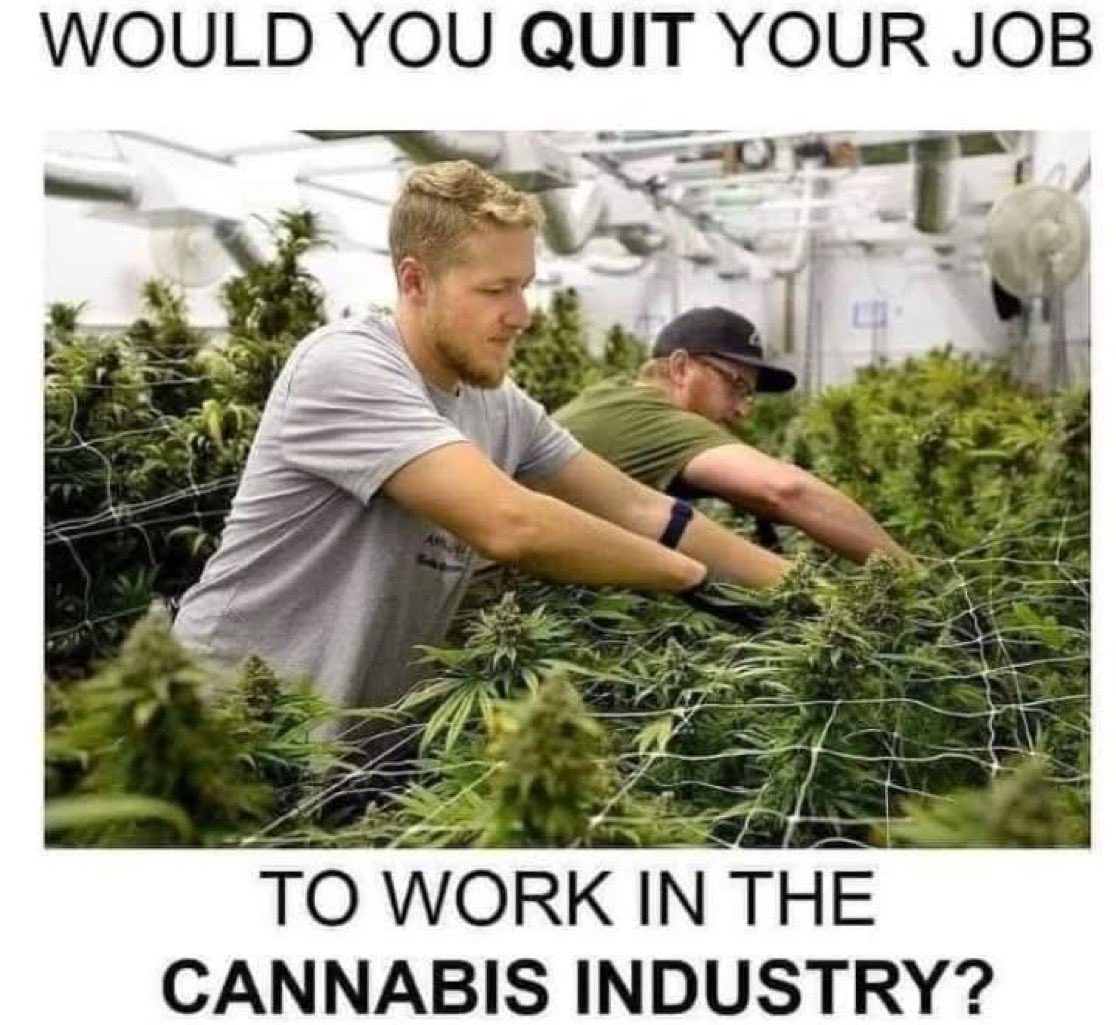 420Matt tweet media