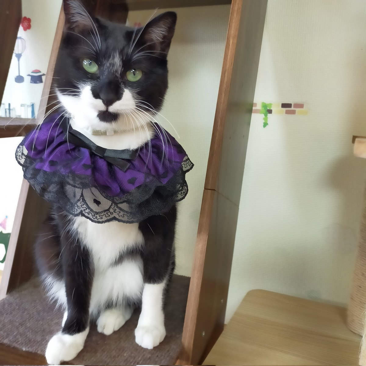 aizu_megoneko's tweet image. #Happyハロウィン🎃 
10月最終日の金曜日
#會津めごねこ 営業中です

今月ご来店の猫好き様、
ありがとうございました〜🐱

日に日に寒くなる一方ですが猫温めてお待ちしてますので心と体を癒しにどうぞ❤

11匹のめごい猫に逢いに来てね

#触れ合える猫カフェ
#猫休日
#固定ポスト見てね
#会津 ＃cat