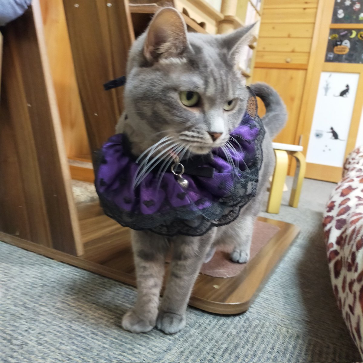 aizu_megoneko's tweet image. #Happyハロウィン🎃 
10月最終日の金曜日
#會津めごねこ 営業中です

今月ご来店の猫好き様、
ありがとうございました〜🐱

日に日に寒くなる一方ですが猫温めてお待ちしてますので心と体を癒しにどうぞ❤

11匹のめごい猫に逢いに来てね

#触れ合える猫カフェ
#猫休日
#固定ポスト見てね
#会津 ＃cat