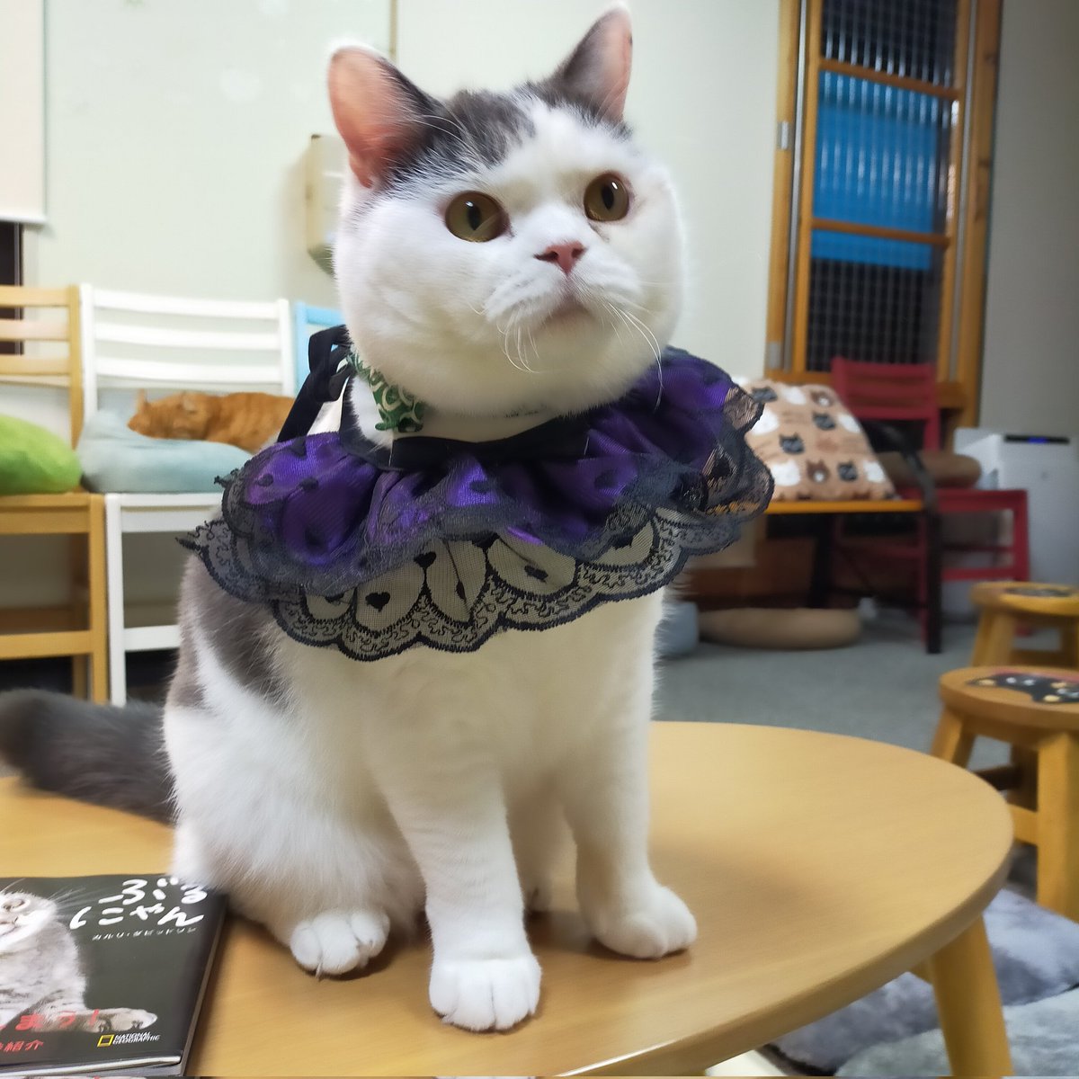 aizu_megoneko's tweet image. #Happyハロウィン🎃 
10月最終日の金曜日
#會津めごねこ 営業中です

今月ご来店の猫好き様、
ありがとうございました〜🐱

日に日に寒くなる一方ですが猫温めてお待ちしてますので心と体を癒しにどうぞ❤

11匹のめごい猫に逢いに来てね

#触れ合える猫カフェ
#猫休日
#固定ポスト見てね
#会津 ＃cat