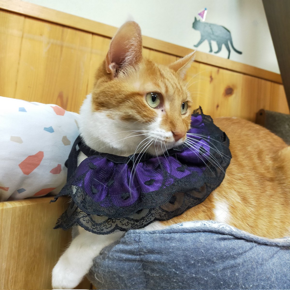 aizu_megoneko's tweet image. ハロウィンコスプレ🎃
着せられるのが苦手で、みんな浮かない表情なんです〜💦
#會津めごねこ