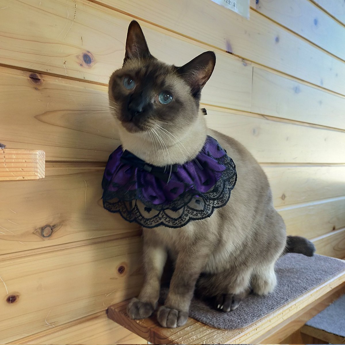 aizu_megoneko's tweet image. #Happyハロウィン🎃 
10月最終日の金曜日
#會津めごねこ 営業中です

今月ご来店の猫好き様、
ありがとうございました〜🐱

日に日に寒くなる一方ですが猫温めてお待ちしてますので心と体を癒しにどうぞ❤

11匹のめごい猫に逢いに来てね

#触れ合える猫カフェ
#猫休日
#固定ポスト見てね
#会津 ＃cat