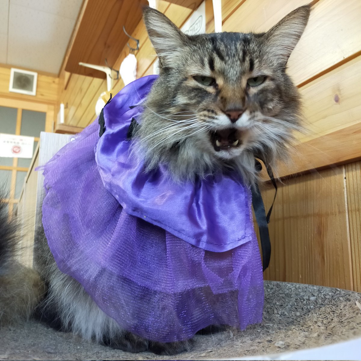 aizu_megoneko's tweet image. ハロウィンコスプレ🎃
着せられるのが苦手で、みんな浮かない表情なんです〜💦
#會津めごねこ