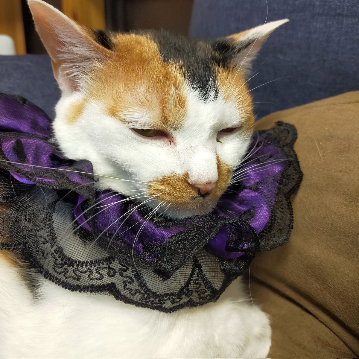 aizu_megoneko's tweet image. Happyハロウィン🎃
#會津めごねこ