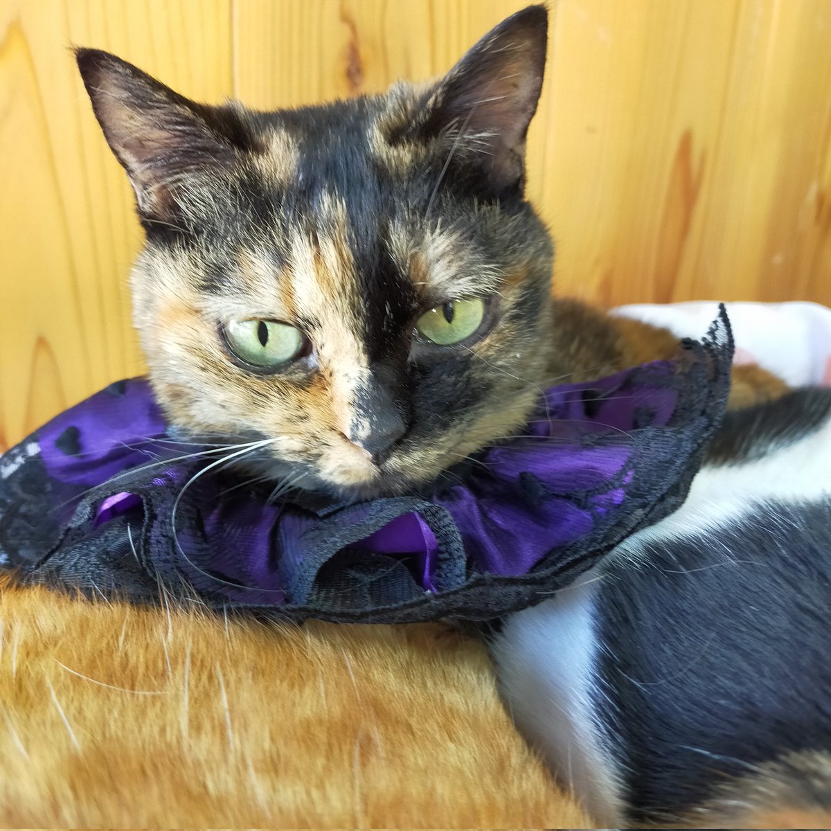 aizu_megoneko's tweet image. Happyハロウィン🎃
#會津めごねこ