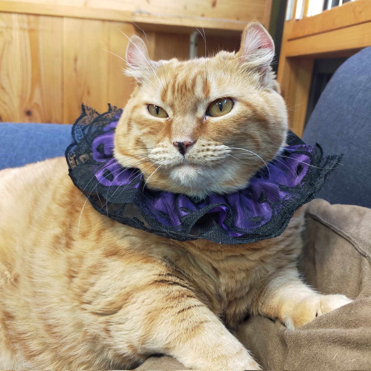 aizu_megoneko's tweet image. ハロウィンコスプレ🎃
着せられるのが苦手で、みんな浮かない表情なんです〜💦
#會津めごねこ