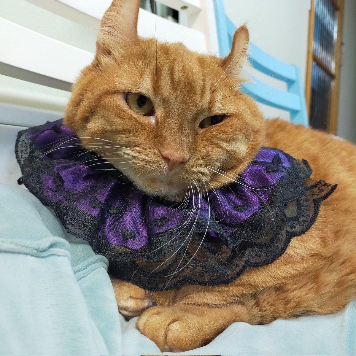 aizu_megoneko's tweet image. ハロウィンコスプレ🎃
着せられるのが苦手で、みんな浮かない表情なんです〜💦
#會津めごねこ