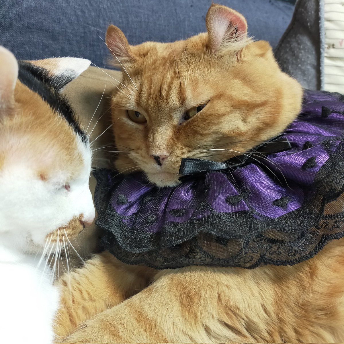 aizu_megoneko's tweet image. Happyハロウィン🎃
#會津めごねこ