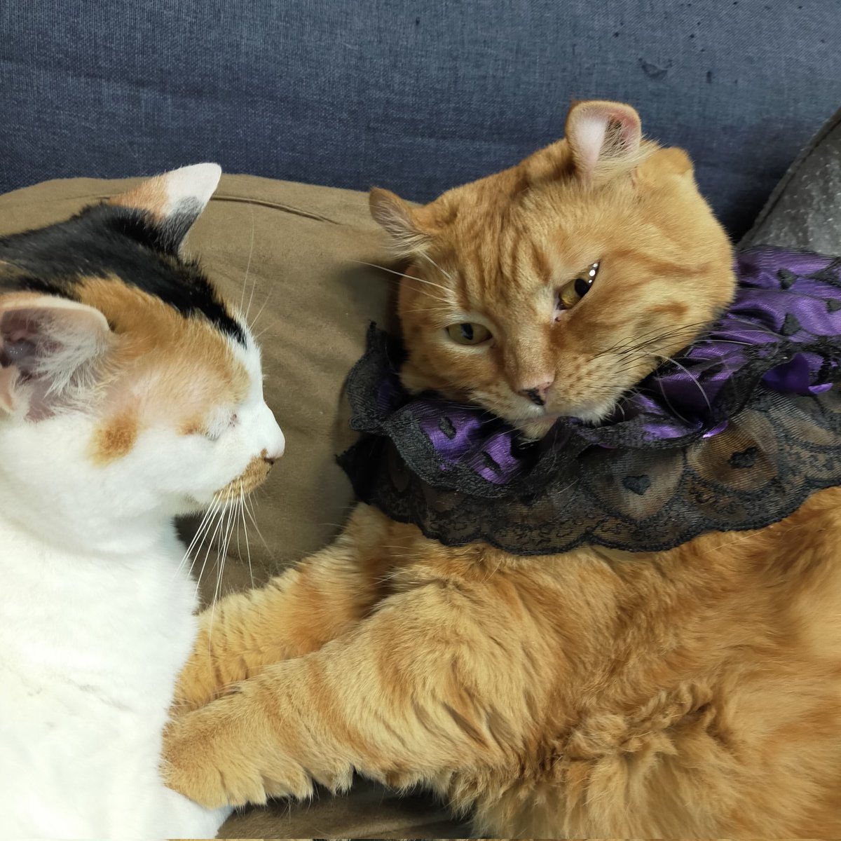 aizu_megoneko's tweet image. Happyハロウィン🎃
#會津めごねこ