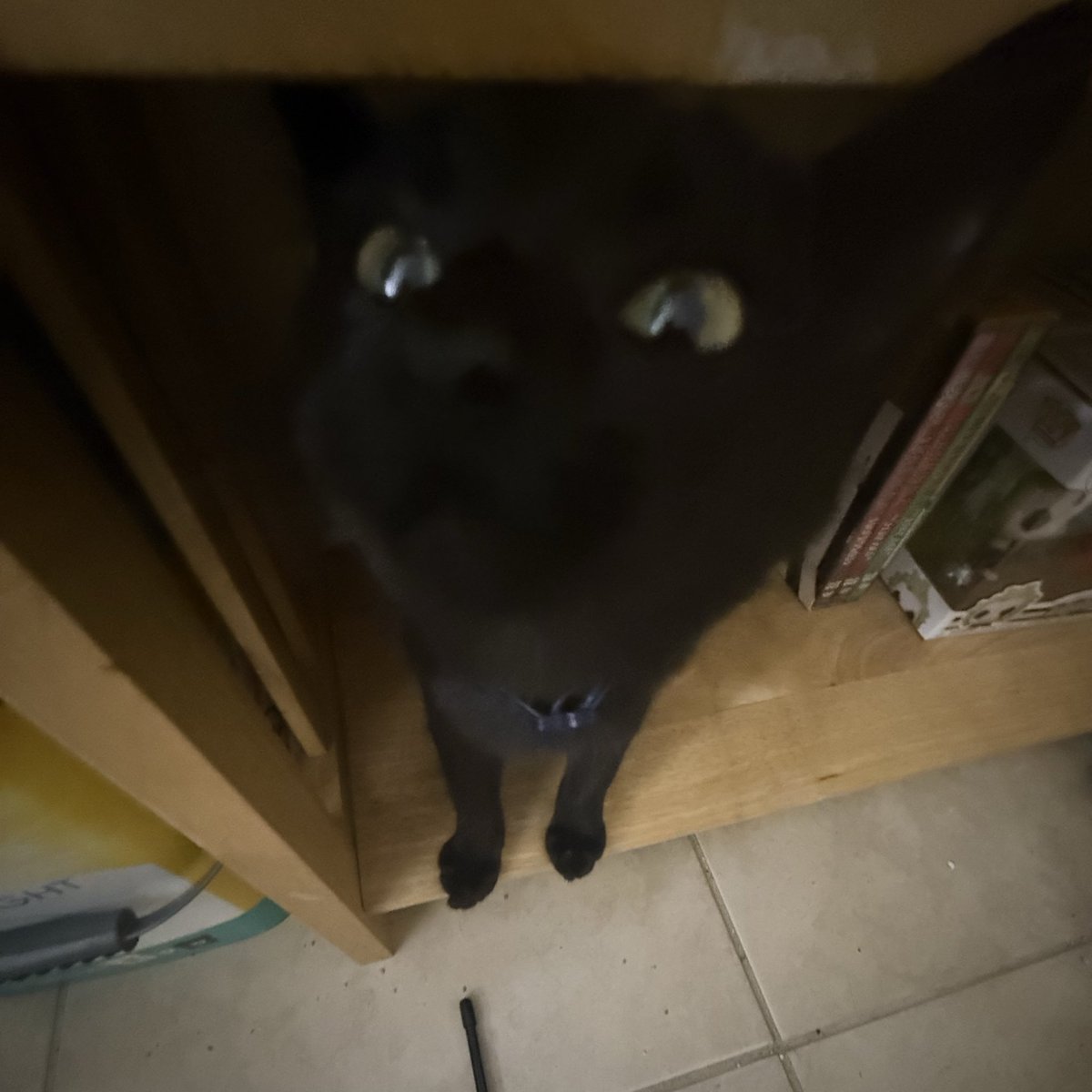 djo_time's tweet image. my moony 🖤🐈‍⬛🌑 @postanimalmusic #pieinthesky #postanimal