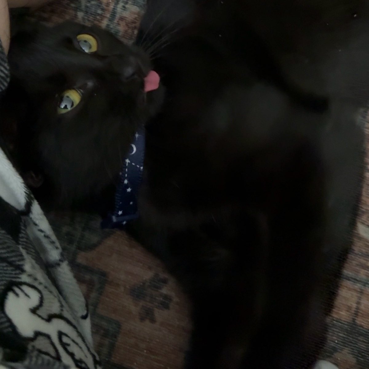 djo_time's tweet image. my moony 🖤🐈‍⬛🌑 @postanimalmusic #pieinthesky #postanimal