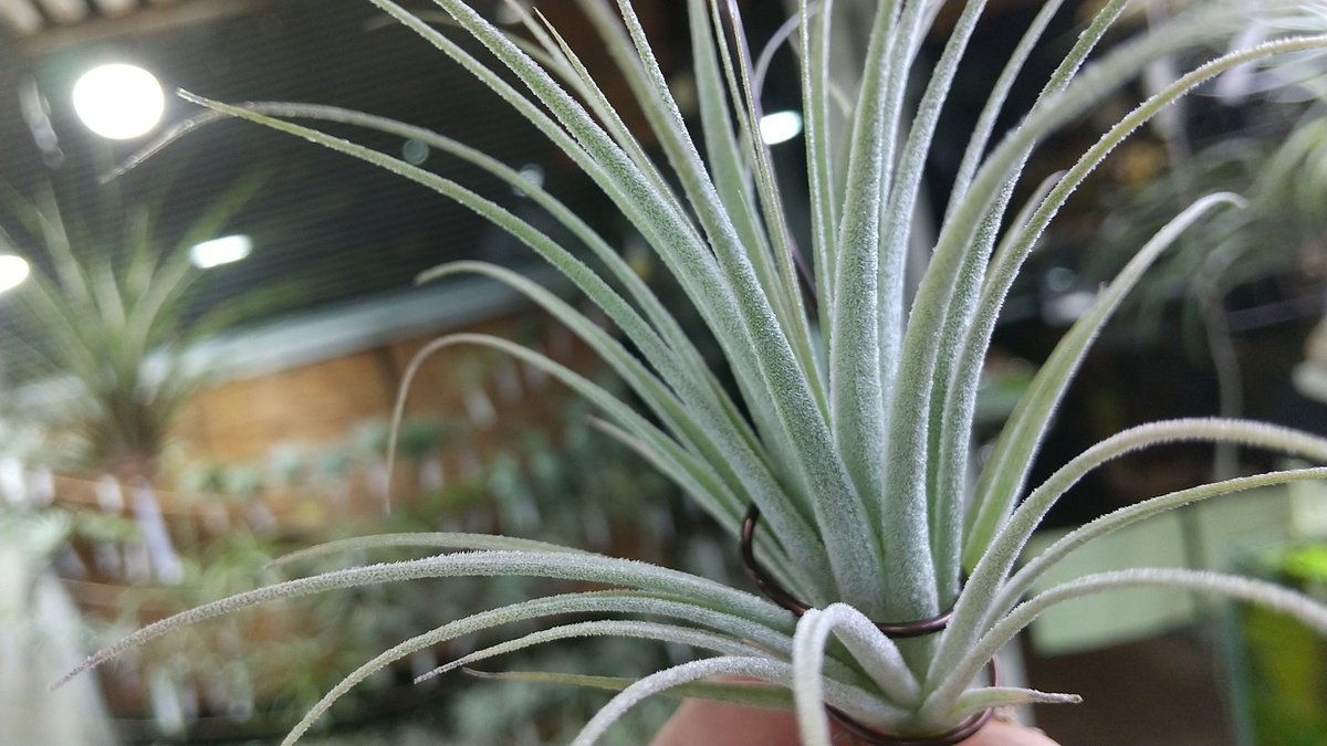 stricta var. piniformis〔エアプランツ〕T5261 チランジア ピニフォルミス stricta var. piniformis〔エアプランツ