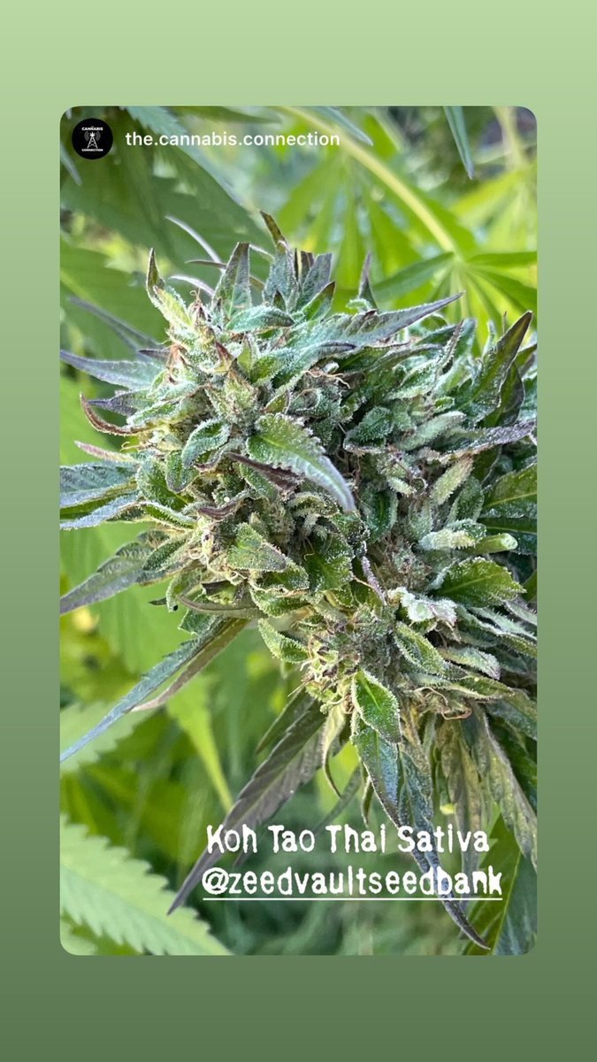 This one is special #zeedvault #zeeds