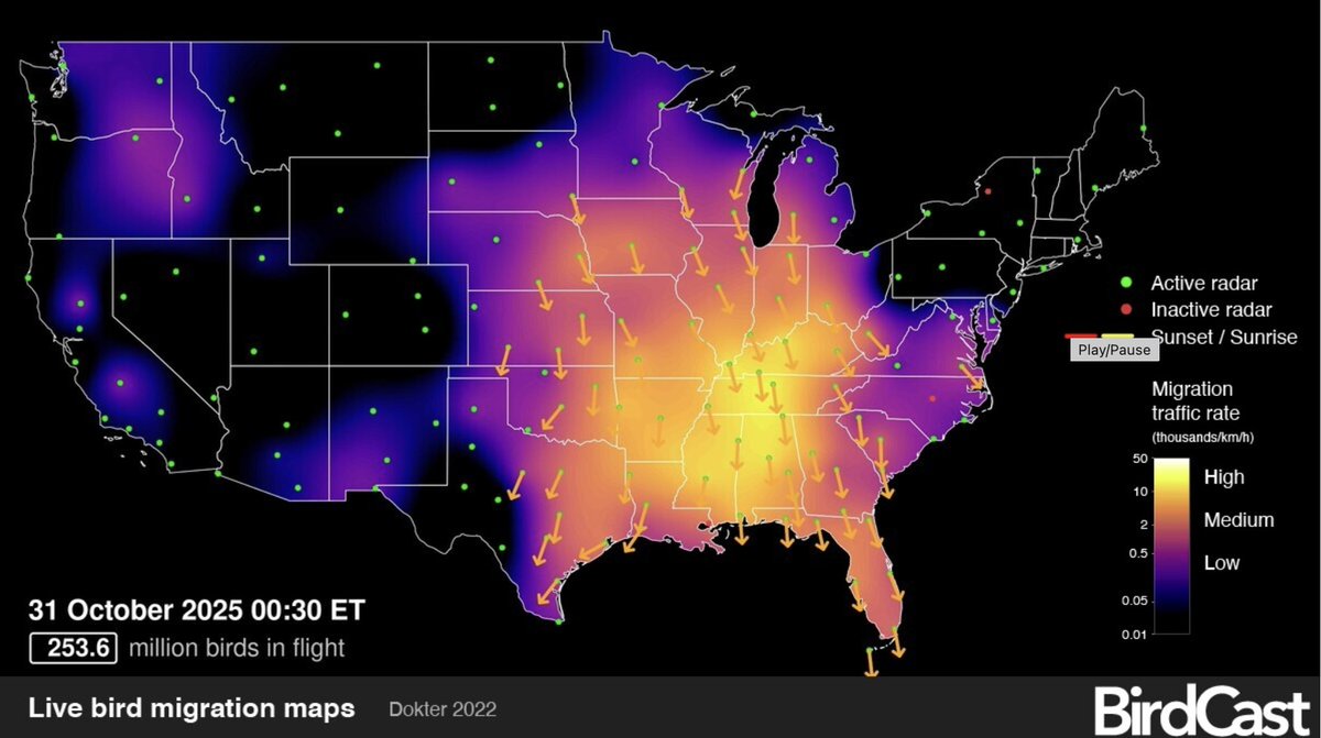 LynHeideman9's tweet photo. ~1 of every 4 birds migrating through the US in the fall passes through TX. Most NA birds travel at night to avoid predators, take advantage of cooler/calmer air, and use the stars/moon to navigate. City lights can disorient birds, making them vulnerable to building  collisions. https://t.co/t4X4FlTq6U