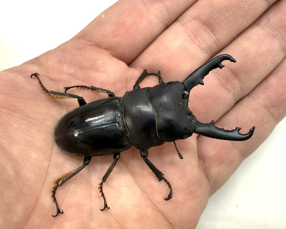 むし社 (@mushi2091) / Posts / X