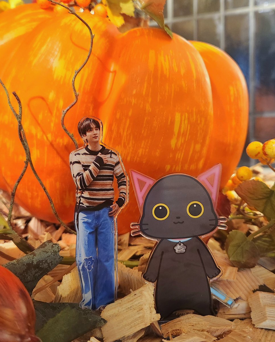 A_ID_info's tweet image. ━━━━━━━ ✦ ━━━━━━━
「みんなの声を胸に、いざ次へ！」
小関裕太応援アンケート 本日受付締切！
━━━━━━━ ✦ ━━━━━━━

＼ はっぴぃ はろうぃ～～ん🎃👻だﾆｬ！ ／

みんなハロウィンはどんな風に過ごすのかﾆｬ？
ボクは #おさんぽ小関…