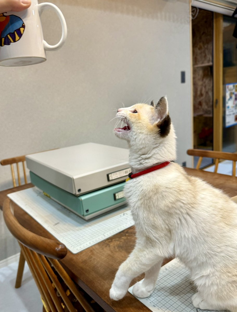 わんこページ【明日18時まで】 ドギーマンハヤシ ごほうびセレクト hello! ダイヤカットチーズ