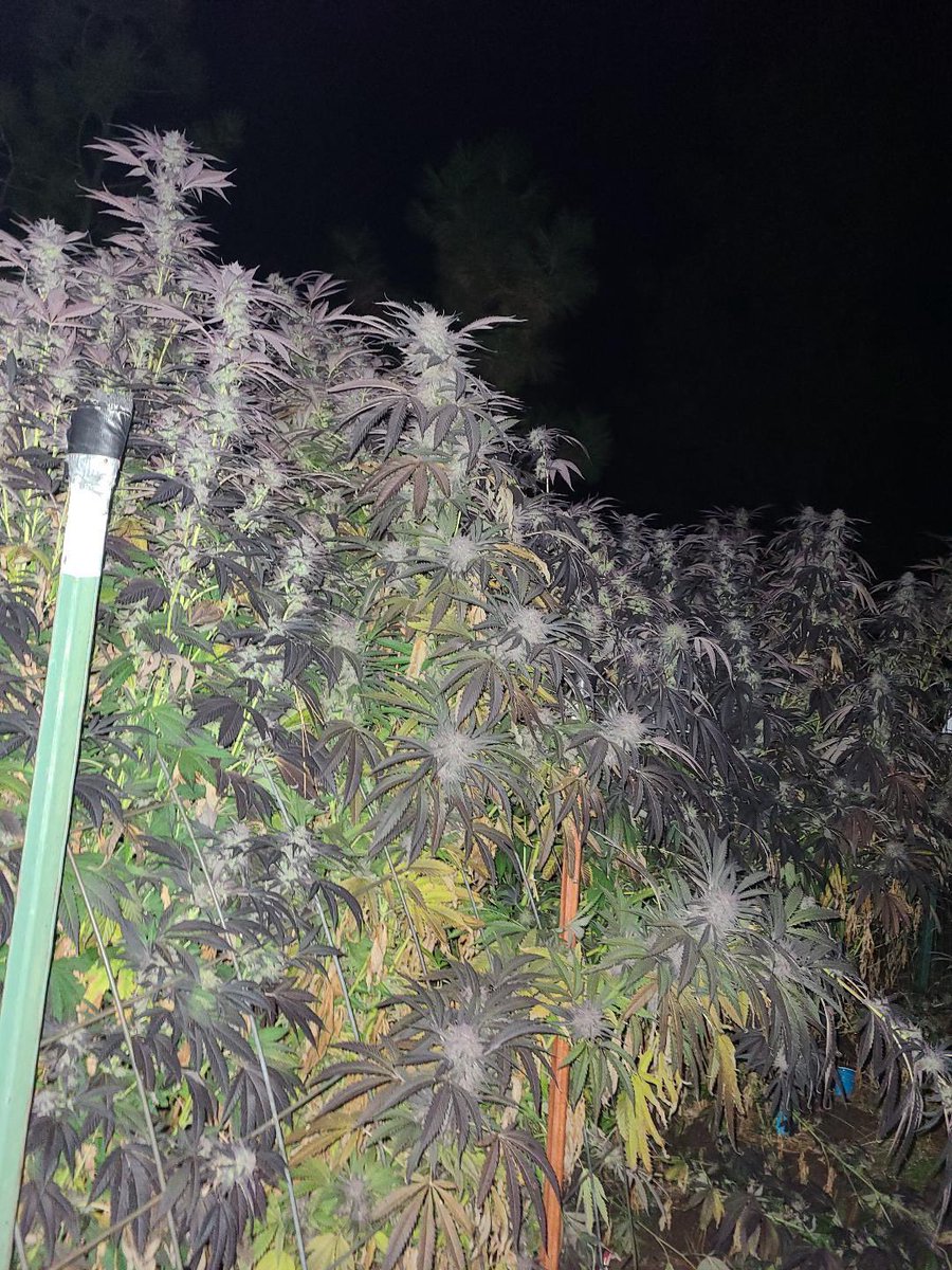 Blue Pinyatti outside goes crazy #zeedvault #zeeds