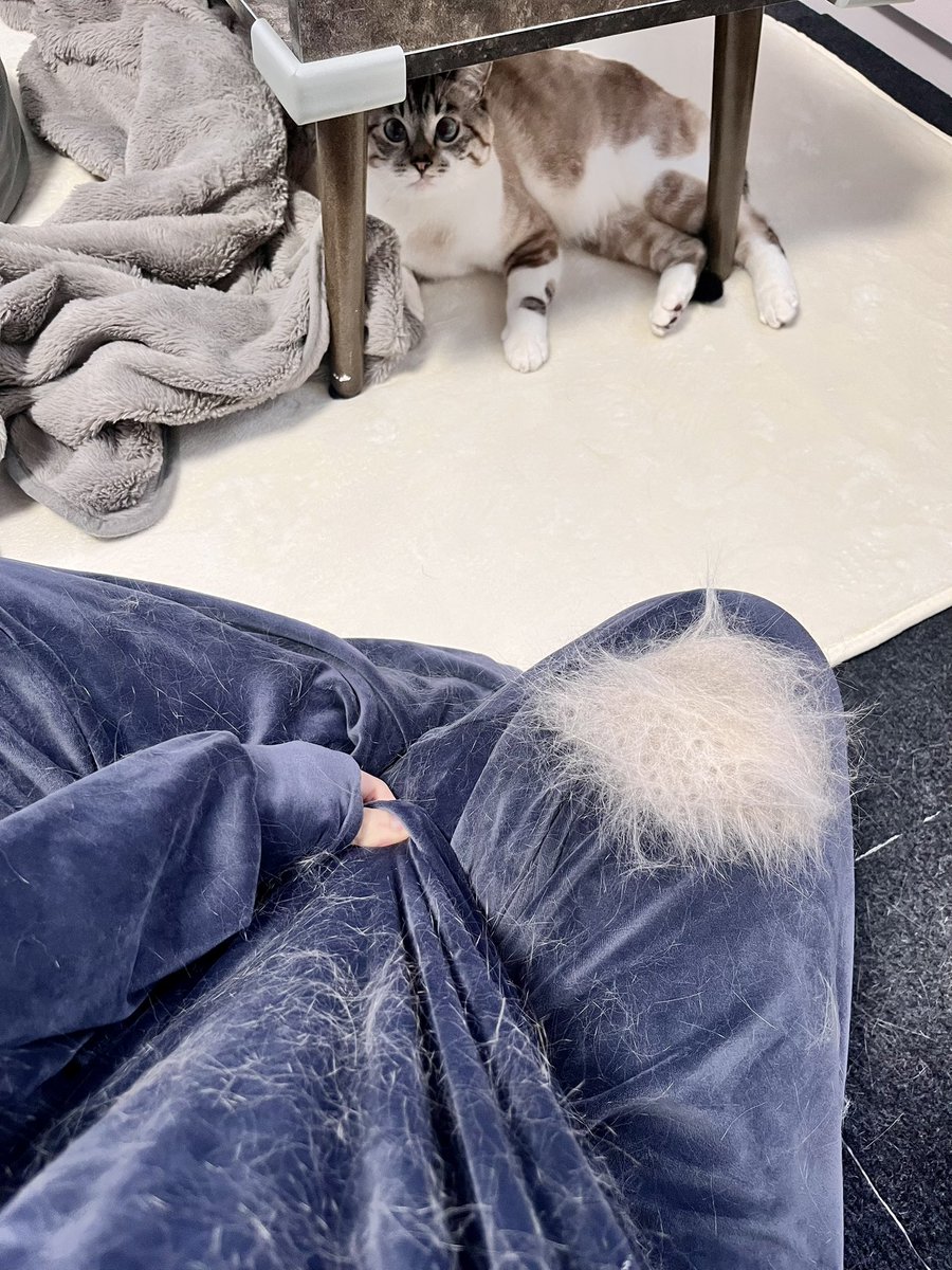 ゴン🫨 (@gondamon) / Posts / X