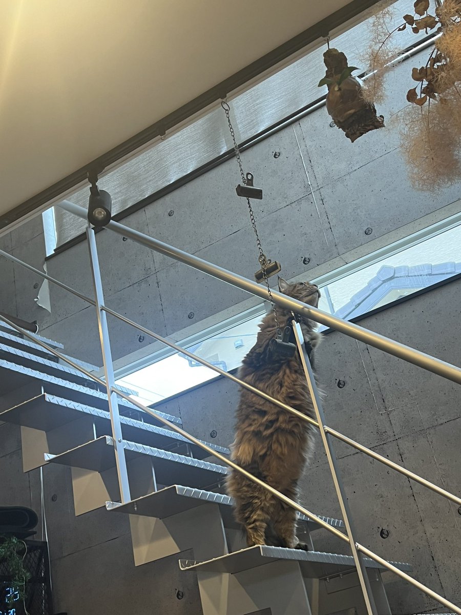 chanokoge's tweet photo. この間貰ったビカクシダが猫にバレた🥺 https://t.co/jQvVaDDouF