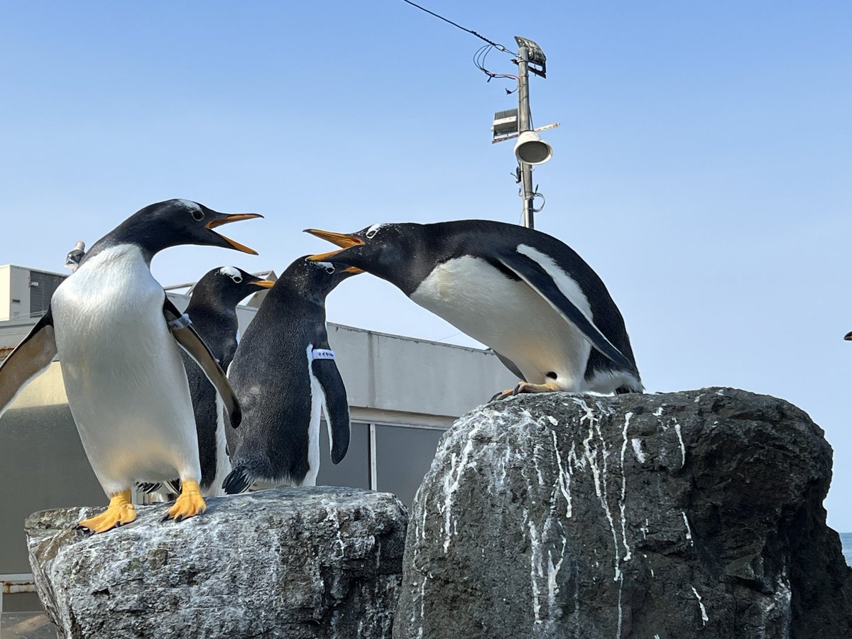 まっこう鯨の親子ペンギン 1/20に奄美の北部あやまる岬近くで見られた親子クジラ