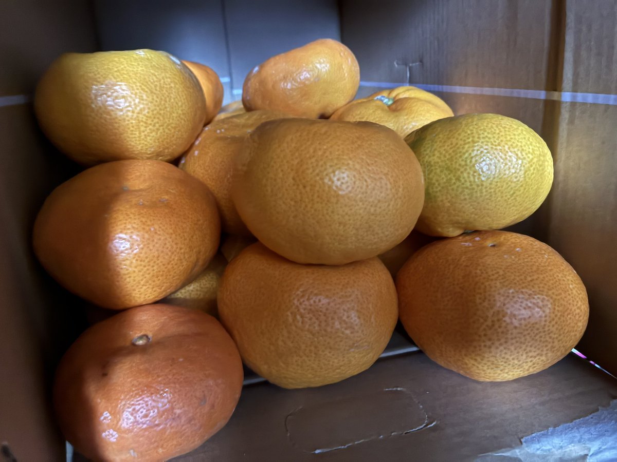 りんごミカン様❉ 青森県産 りんご（ふじ）｜K&K にっぽんの果実｜商品｜国分