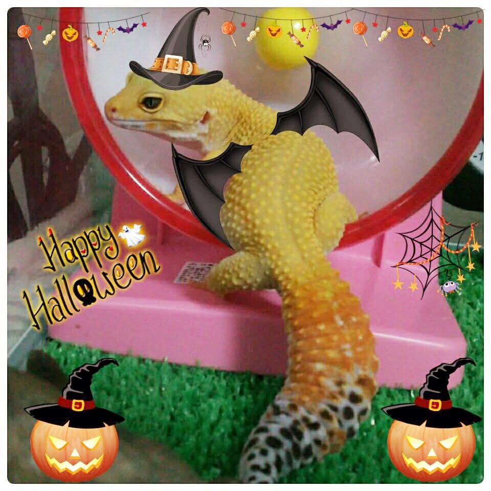 くりーむぱんページ クリームパン•*¨*•.¸♬︎ クリームパン クリームぱん クリームパン