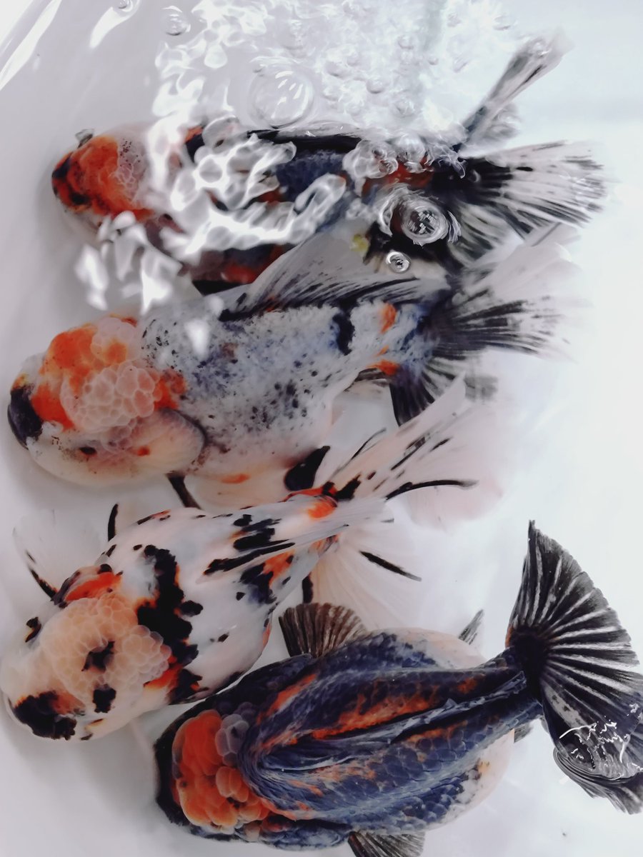 フルタニ金魚倶楽部 on X