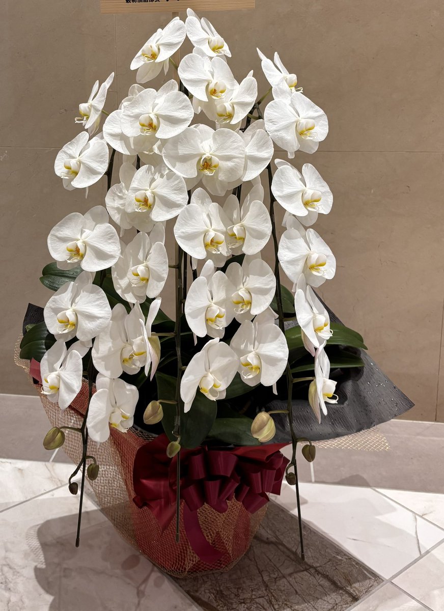 船橋市本町にある会社さんへ昇進祝いの胡蝶蘭をお届けさせていただきました㊗️
社長就任おめでとうございます！