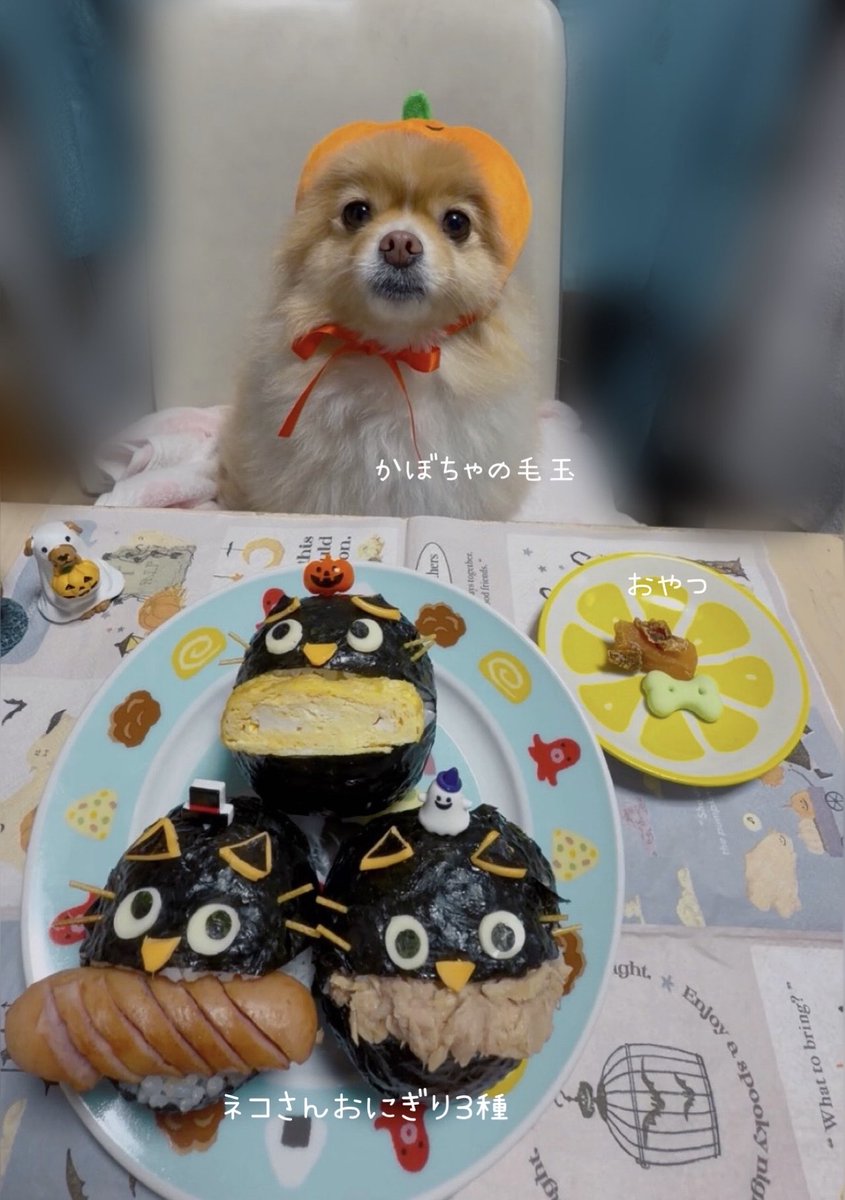 ポメ子様 特別販売】ハイスペック・超優良血統から生まれた、ショータイプ男子