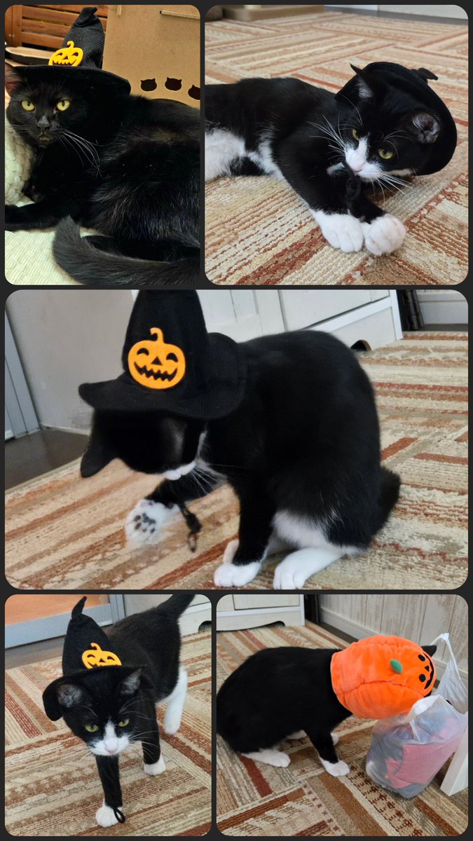 関東3店】譲渡型猫カフェ にゃんくる on X