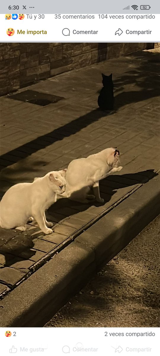 <a href="/4catsVLC/">4cats</a> <a href="/asgatassalvajes/">Asociación Gatas Salvajes</a> <a href="/AcofalX/">Acofal</a> <a href="/Coloniasmarconi/">Colonias Marconi</a> <a href="/DefensaFelina/">Asociación Defensa Felina de Sevilla</a> <a href="/aliccitana/">Mizo</a> 

MUY URGENTE 🆘🆘🆘
#Jerez #Cadiz 645 25 38 10
Carcinoma en orejas. Gatas jóvenes.
Su alimentadora no puede hacer más.
Necesitan atención veterinaria YA y acogida. No pueden volver a la calle.