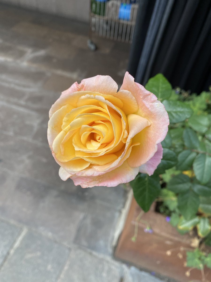 Sonia Zuccaro tweet media