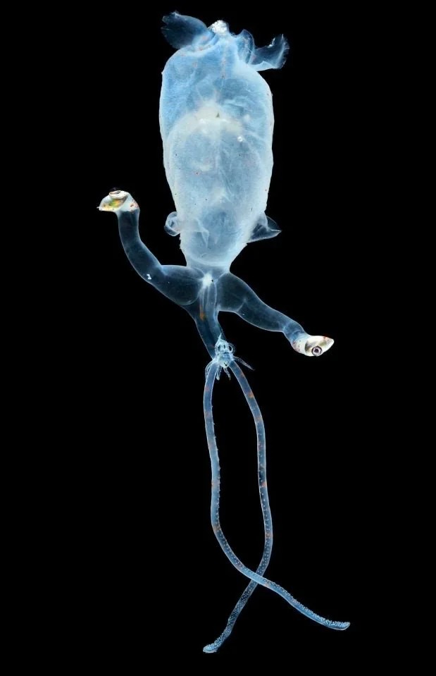 jmarieali's tweet image. glass #squid