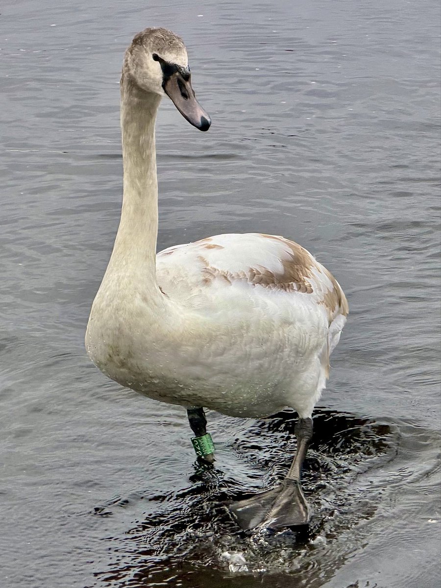 47AgDragon(しるどら)運命の悪魔好評発売中 on X