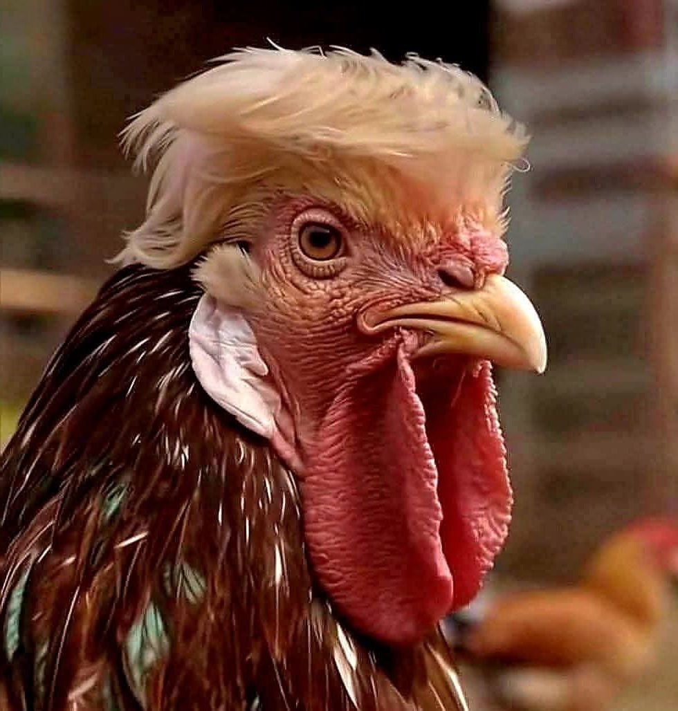 HorrorAndLaughs's tweet image. #ChickensOfX #ChickensOfTwitter: #FunnyHaHa