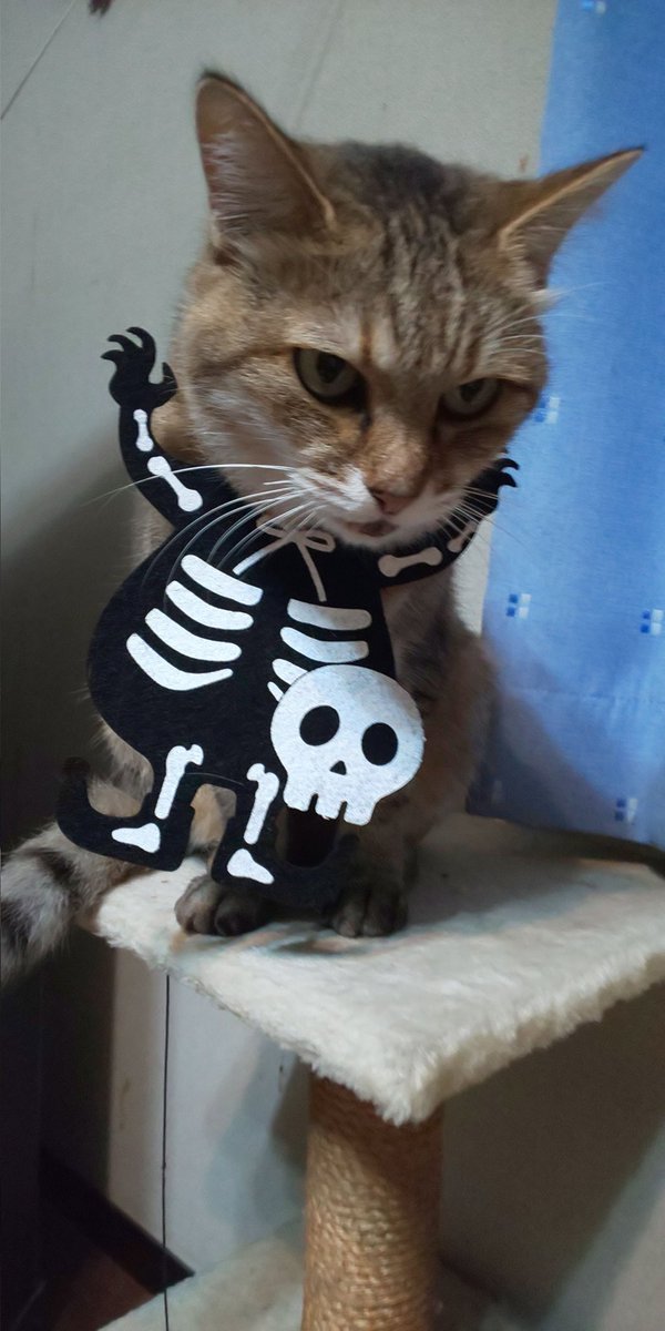 家に猫がいます on X