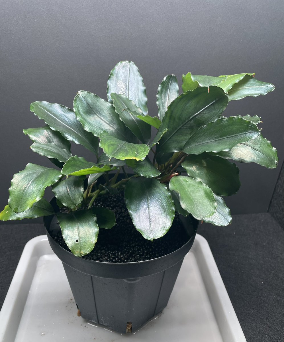 BuceRoom (@BuceRoom) / Posts / X