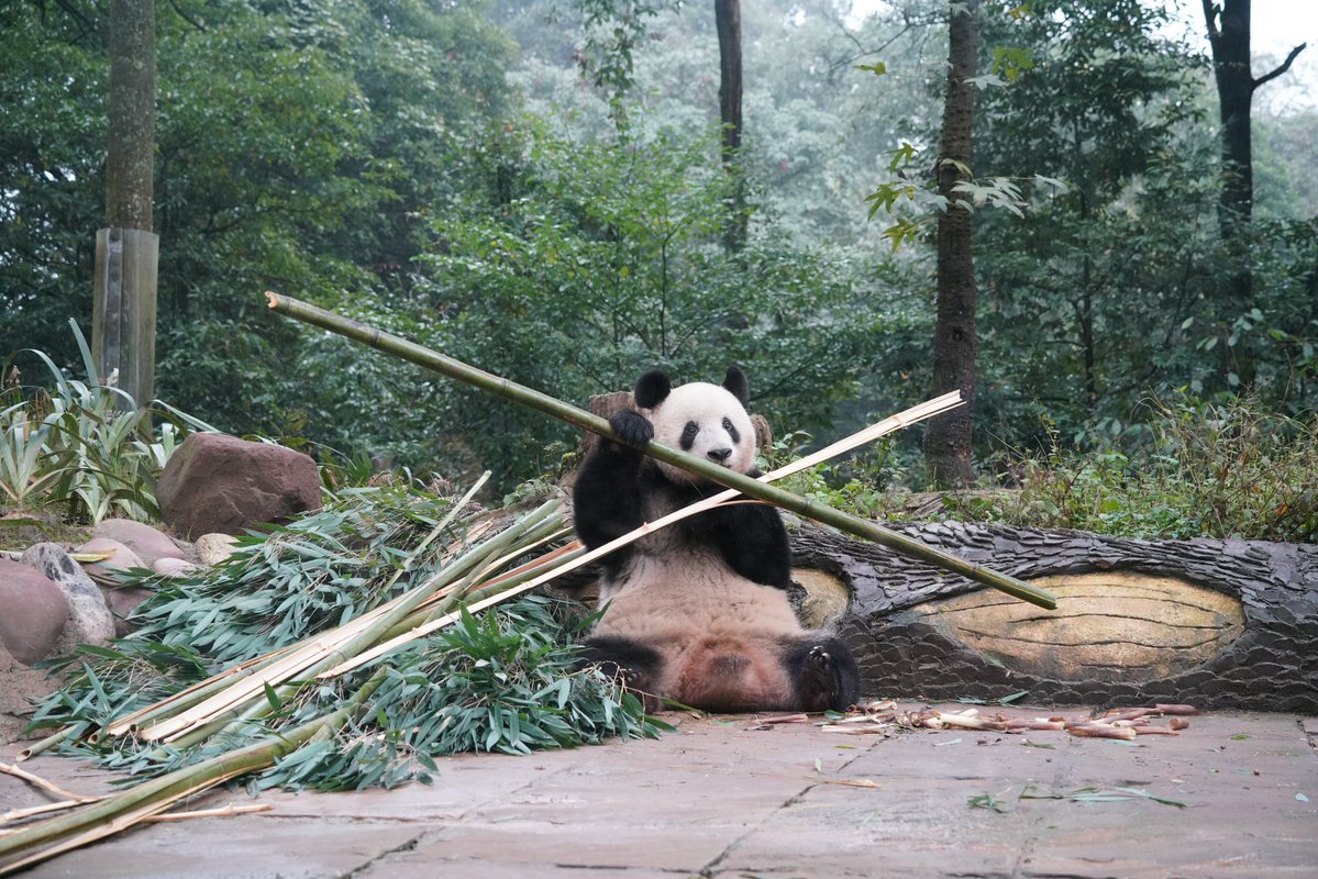 X竹シャンシャン🤣🥰