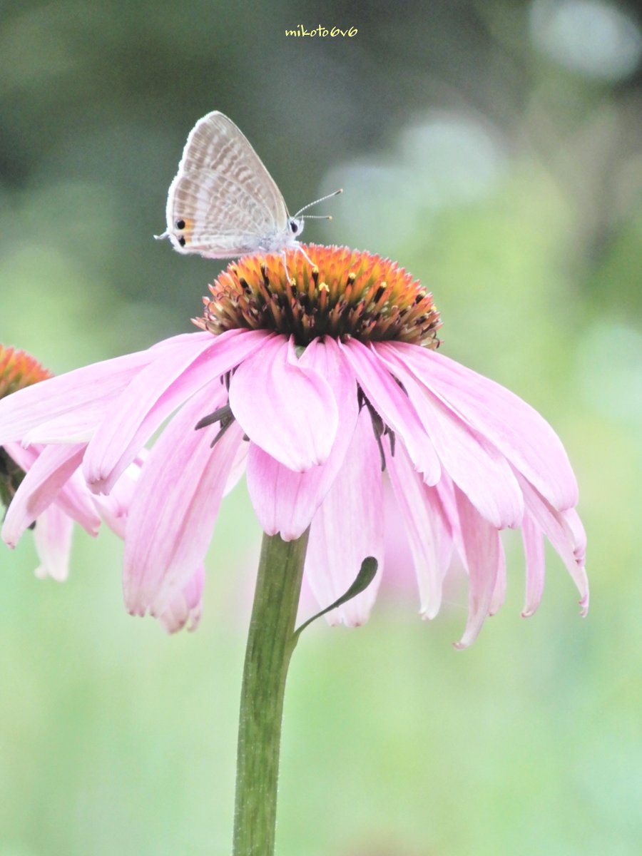 narinページ mikoto on X